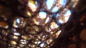 Песни про Охоту. Охота на гуся 2024. ГУсинаЛистическая