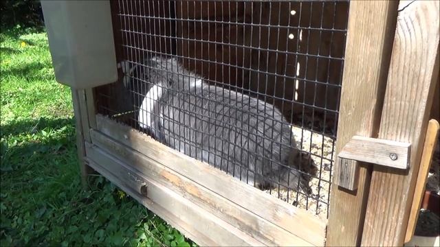 Крольчиха не может разродиться что делать? Как помочь крольчихе? Когда колоть окситоцин?