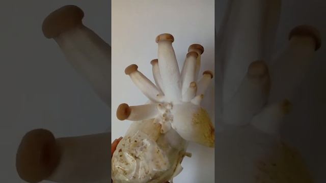 Pleurotus eryngii e la balletta dimenticata ? смотреть онлайн