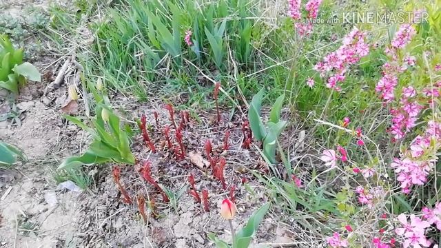 #сакурацветет ???#переезд #новаяквартира Реакция кошки и пса на переезд смотреть онлайн