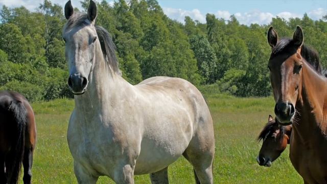 Do you have color prejudice? Here is a test. смотреть онлайн
