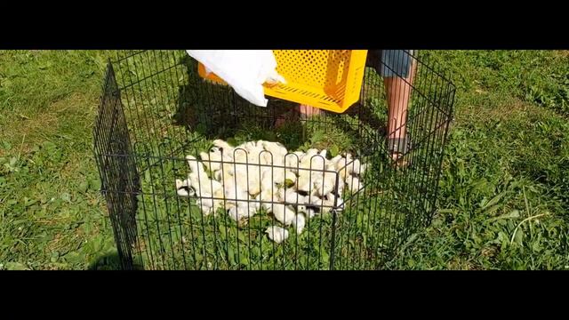 100 СУТОЧНЫХ ЦЫПЛЯТ ВЫПУСТИЛ НА ВЫГУЛ! смотреть онлайн