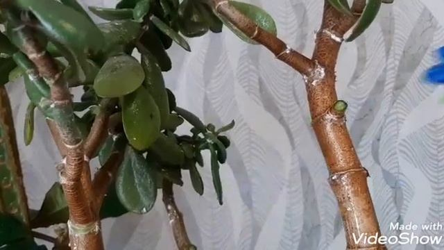 Мучнистый червец на толстянке. Как избавиться от мучнистого червеца. смотреть онлайн