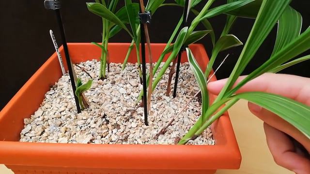 Orquídeas Terrestres Cuidados: Actualización del trasplante de Bletilla striata смотреть онлайн