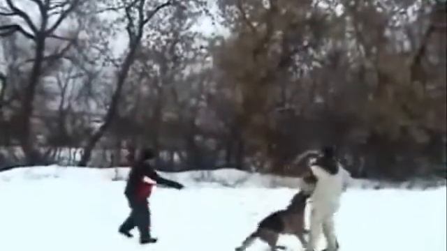 Дрессировка немецких овчарок Прайл с Лесного Защита смотреть онлайн