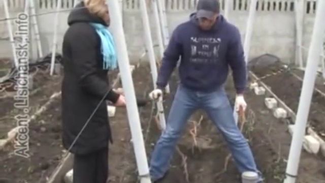 Укрытие винограда на зиму