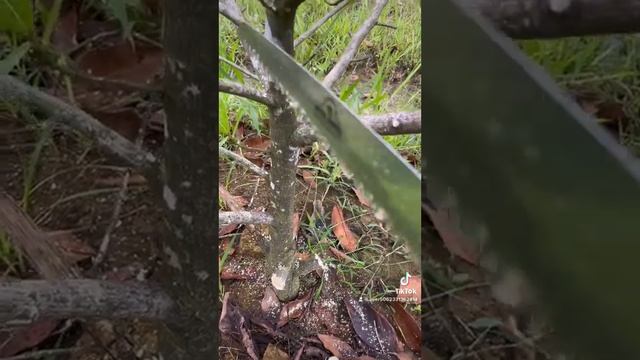 Inilah Cara Nya PRUNING Pokok CEMPEDAK…