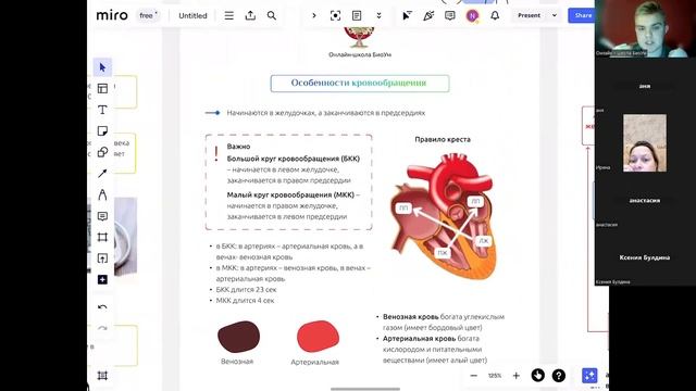 Сердечно-сосудистая система| ЕГЭ по биологии смотреть онлайн