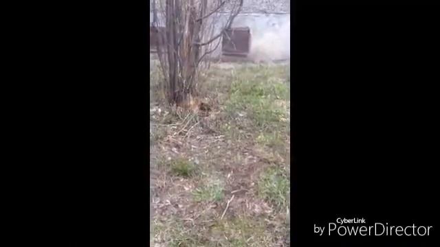 КЛИП - ЛЕСНОЙ ОЛЕНЬ ,,МОИ ЖИВОТНЫЕ" смотреть онлайн