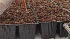 Львиный зев. Пикировка.