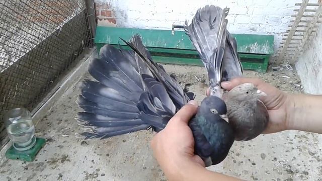 Мои мраморные (цветные) николаевские голуби. смотреть онлайн