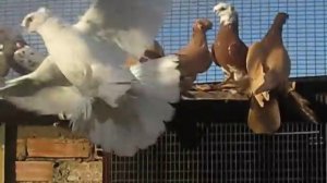 бойные голуби узбекские