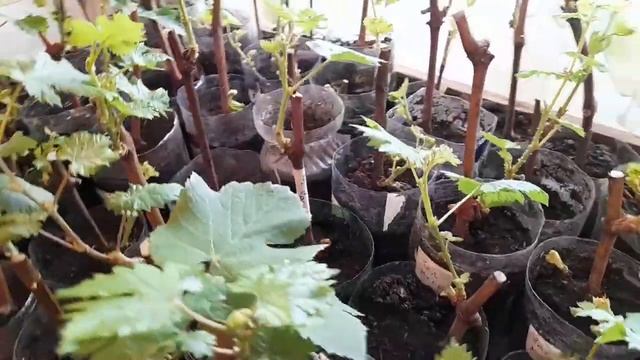 Подаренные ОРХИДЕИ. Рассада и покупки. смотреть онлайн