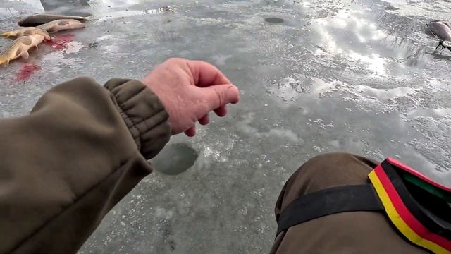 ЛОВЛЯ КАРПА ЗИМОЙ СО ЛЬДА НА МОТЫЛЯ КЛЕВ РАЗРЫВ смотреть онлайн
