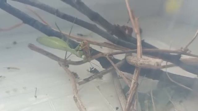 как богомол ест кузнечика смотреть онлайн