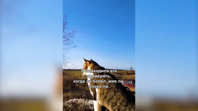 Вы когда-нибудь задумывались о том, обладают ли кошки магической притягательностью и лечебной силой смотреть онлайн