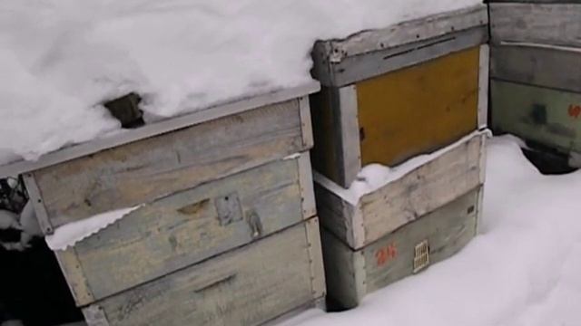 зимовка пчел на воле, с большим запасом корма для пчел - часть 2 смотреть онлайн