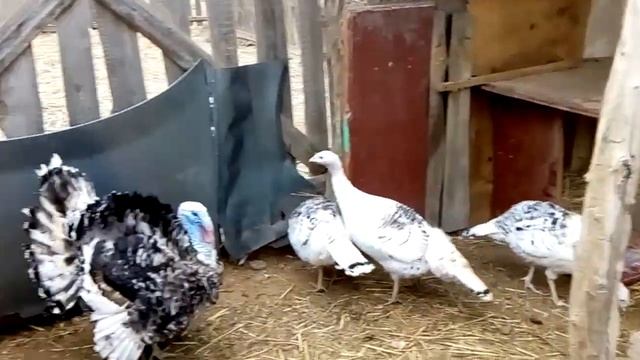 24.03.2021г. Индюшки начали нестись. 