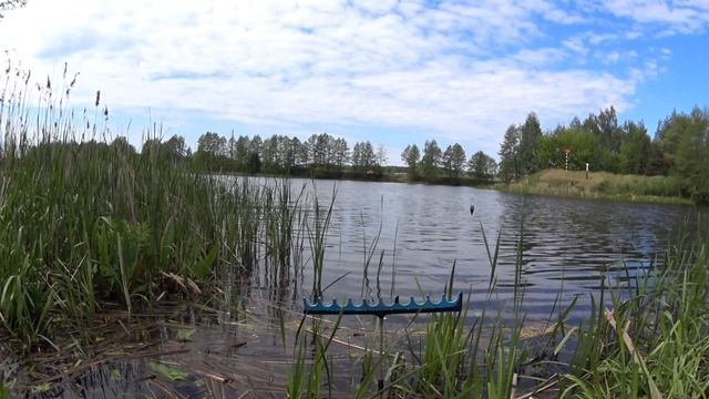 Рыбаки в ШОКЕ!!! Гнездо в машине с яйцами. Рыбалка на линя. Ловля на фидер и поплавок. смотреть онлайн