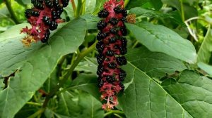 Клятва 341 - 342 серии русская озвучка | Обзор и Дата выхода