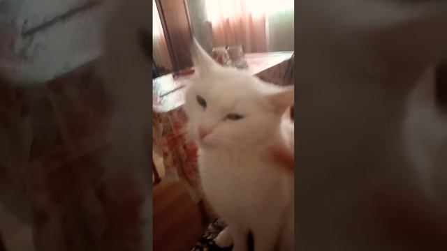 Симба, я люблю тебя. #рекомендации #subscribe #sorts смотреть онлайн