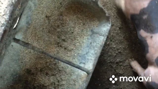 Поросята пьетрен. Какой вес поросят в 20 дней. смотреть онлайн