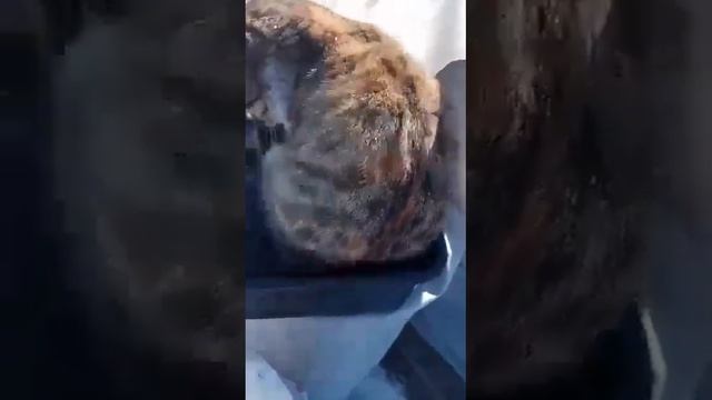 кошка усыновила мышат!?????? смотреть онлайн