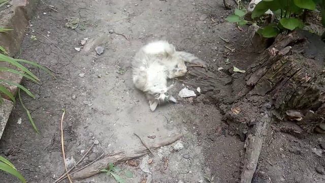 Мур вышел на прогулку-грязнулку) смотреть онлайн