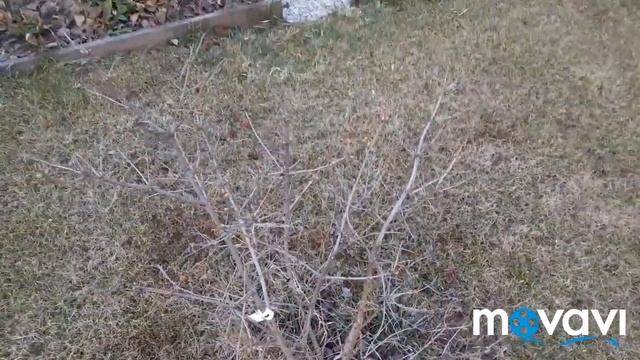 На даче холодно. Будем пересаживать суккуленты. смотреть онлайн