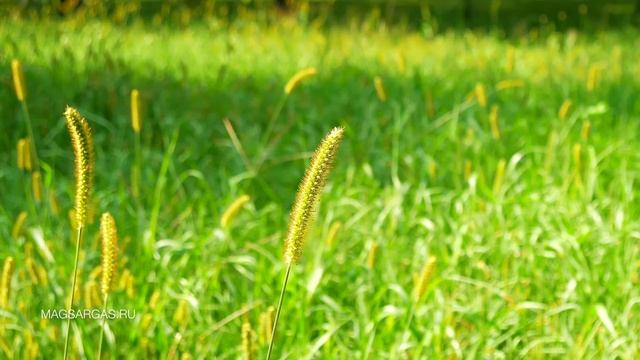 Управление Ветром - Как Управлять Ветром - Магия Воздуха - Маг Sargas