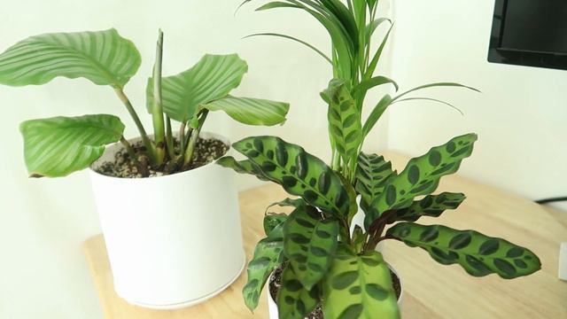 How to IDENTIFY and GET RID of Spider Mites! | Houseplant How-to 007 смотреть онлайн