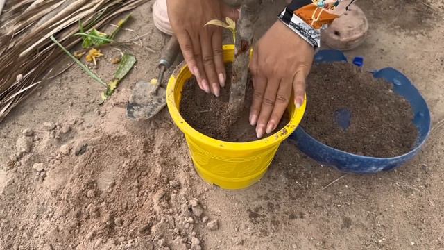 Great Technique: For Growing Mango and Apple With Aloe Vera /how to grow mango and Apple tree fruit смотреть онлайн