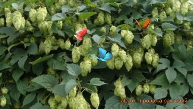 Хмель обыкновенный (humulus lupulus) ? обыкновенный хмель обзор: как сажать, саженцы хмеля смотреть онлайн
