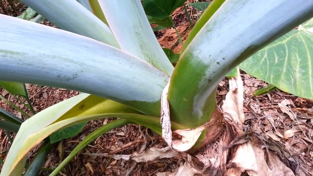 Alocasia macrorrhizos - Giant Taro - Elephant Ear Taro HD 03 смотреть онлайн