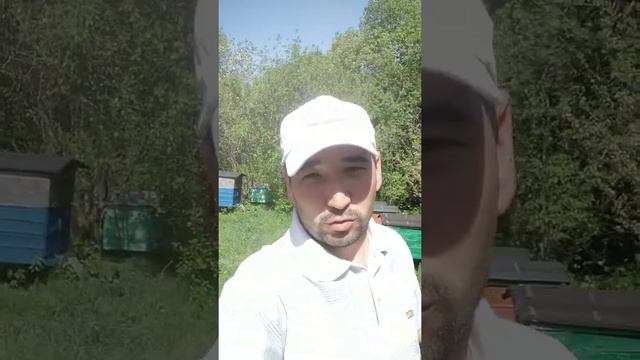 🐝 Открываем сезон продажи пчелопакетов🐝 смотреть онлайн