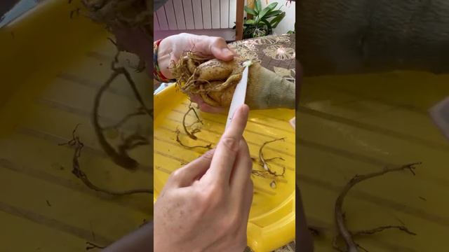 Распаковка новых адениумов. смотреть онлайн