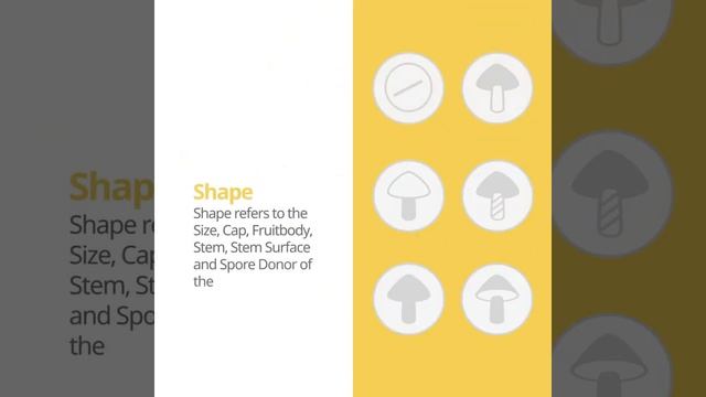 Tawny grisette (Amanita fulva) | Shape | Practical Short Profile | Shroomers смотреть онлайн