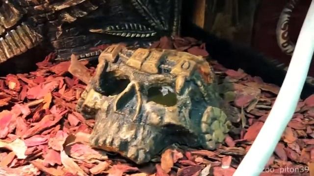 Оформление террариума своими руками смотреть онлайн