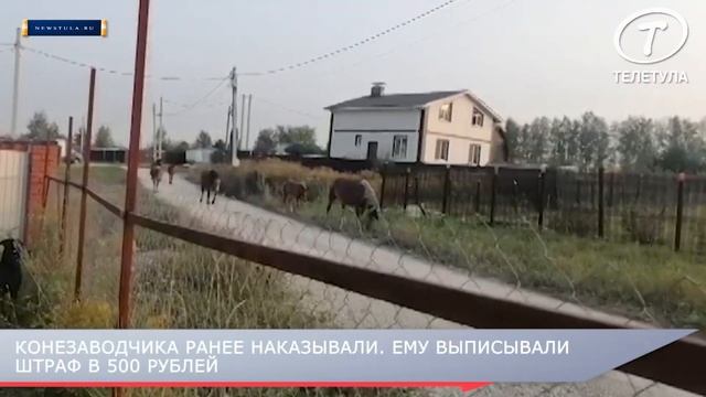 Табун лошадей «напал» на село Частое под Тулой смотреть онлайн