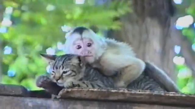 Обезьянка любит кота - Кайфуем