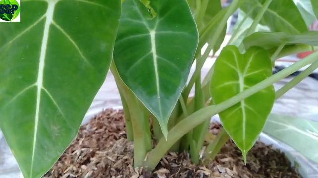 KELADI NEON /ALOCASIA FRYDEK / GREEN VELVET ALOCASIA смотреть онлайн