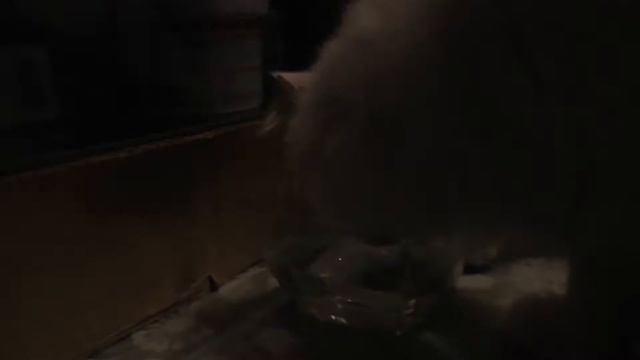 Вислоухий шотландский котенок кушает смотреть онлайн