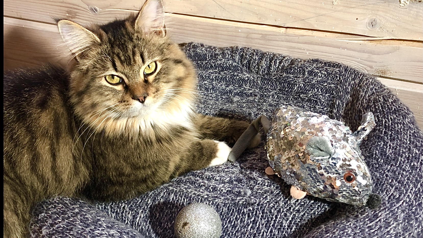 Как сделать Лежанку для кота кошки собаки своими руками. Лежанка из свитера старых вещей мастеркласс смотреть онлайн