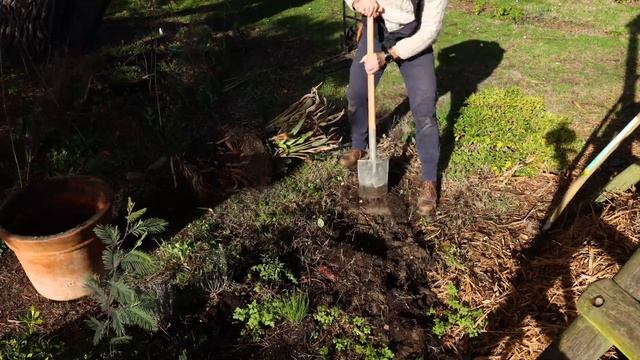 JE TRANSPLANTE UN STRELITZIA DANS LE JARDIN (OISEAU DE PARADIS) - Que Faire Dans Mon Jardin ?