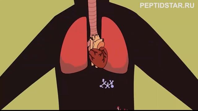 Что такое пептиды? Как работают пептиды?