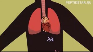 Что такое пептиды? Как работают пептиды?