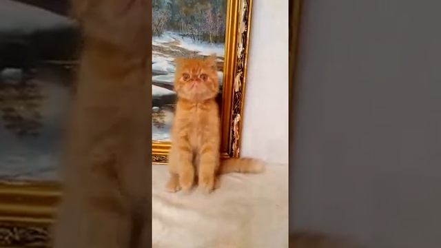 Красный рыжий котенок экзот смотреть онлайн