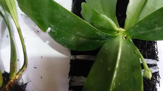Phalaenopsis amboinensis $11 - dendrobium militare - coelogyne verrucosa - orchids unboxing смотреть онлайн