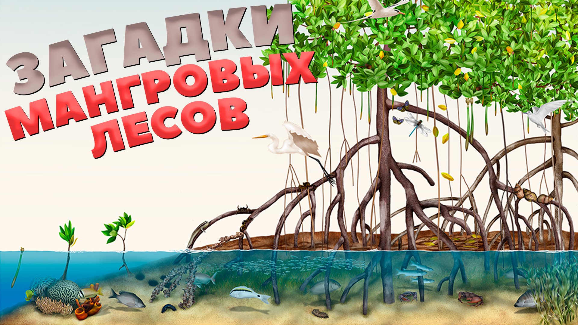 Обитатели мангровых лесов - кто они? Животные мангровых лесов, интересные факты о мангровых деревьях смотреть онлайн