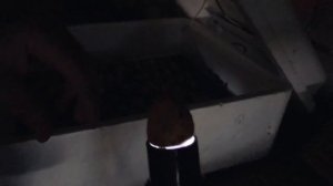 11-й день инкубации перепел. Просвечиваем яйца перепел на зародыши.